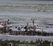 MNRiverPelicans 2014 09 020